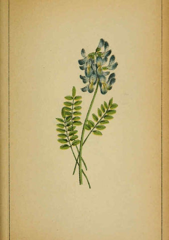 Reproducción/Reproduction 6032221018: Choix de plantes de l'Europe centrale et particulièrement de la Suisse et de la Savoie Genève,F. Richard,1878