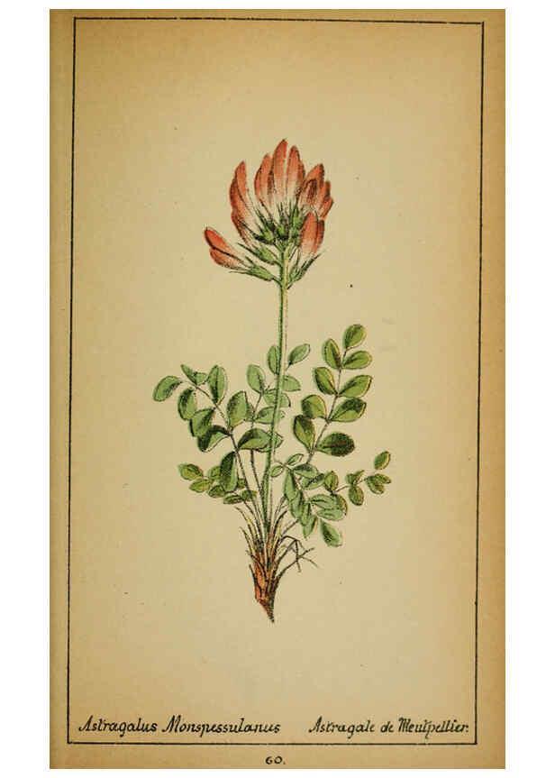 Reproducción/Reproduction 6031663177: Choix de plantes de l'Europe centrale et particulièrement de la Suisse et de la Savoie Genève,F. Richard,1878