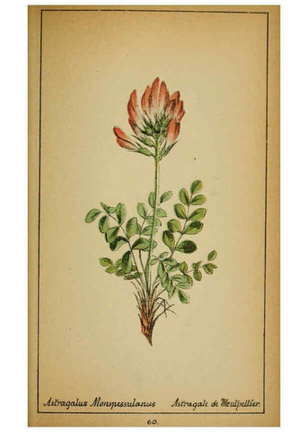 Reproducción/Reproduction 6031663177: Choix de plantes de l'Europe centrale et particulièrement de la Suisse et de la Savoie Genève,F. Richard,1878