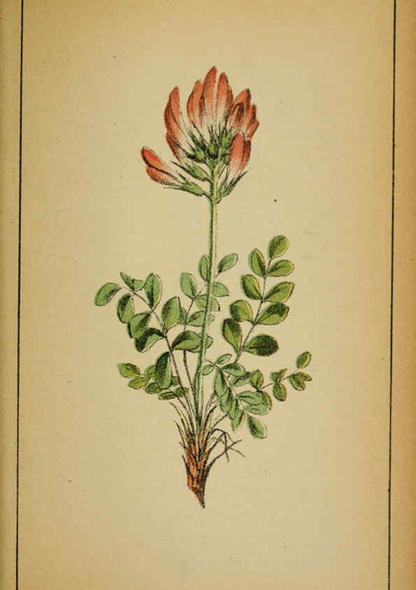 Reproducción/Reproduction 6031663177: Choix de plantes de l'Europe centrale et particulièrement de la Suisse et de la Savoie Genève,F. Richard,1878