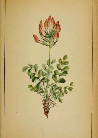 Reproducción/Reproduction 6031663177: Choix de plantes de l'Europe centrale et particulièrement de la Suisse et de la Savoie Genève,F. Richard,1878