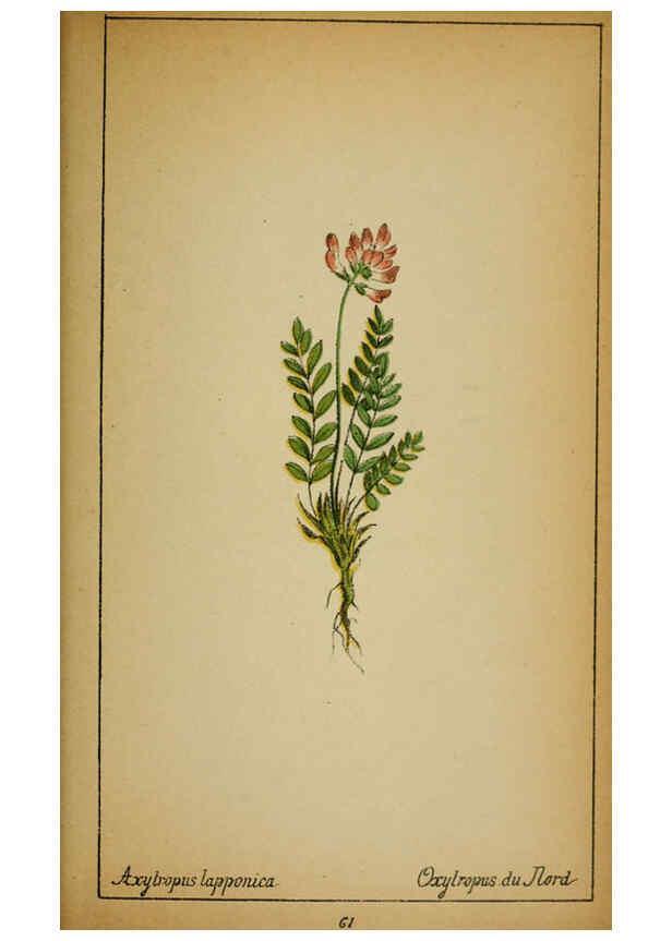 Reproducción/Reproduction 6032221592: Choix de plantes de l'Europe centrale et particulièrement de la Suisse et de la Savoie Genève,F. Richard,1878