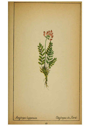 Reproducción/Reproduction 6032221592: Choix de plantes de l'Europe centrale et particulièrement de la Suisse et de la Savoie Genève,F. Richard,1878