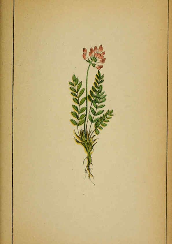 Reproducción/Reproduction 6032221592: Choix de plantes de l'Europe centrale et particulièrement de la Suisse et de la Savoie Genève,F. Richard,1878