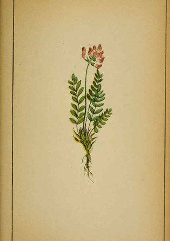 Reproducción/Reproduction 6032221592: Choix de plantes de l'Europe centrale et particulièrement de la Suisse et de la Savoie Genève,F. Richard,1878