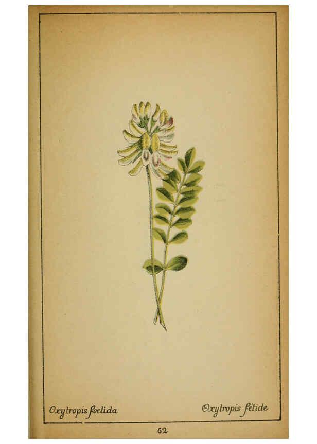 Reproducción/Reproduction 6032221944: Choix de plantes de l'Europe centrale et particulièrement de la Suisse et de la Savoie Genève,F. Richard,1878