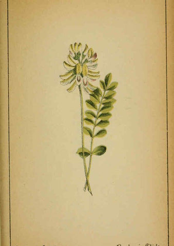 Reproducción/Reproduction 6032221944: Choix de plantes de l'Europe centrale et particulièrement de la Suisse et de la Savoie Genève,F. Richard,1878