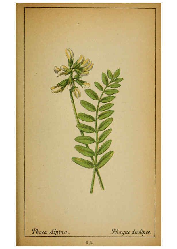 Reproducción/Reproduction 6032222102: Choix de plantes de l'Europe centrale et particulièrement de la Suisse et de la Savoie Genève,F. Richard,1878