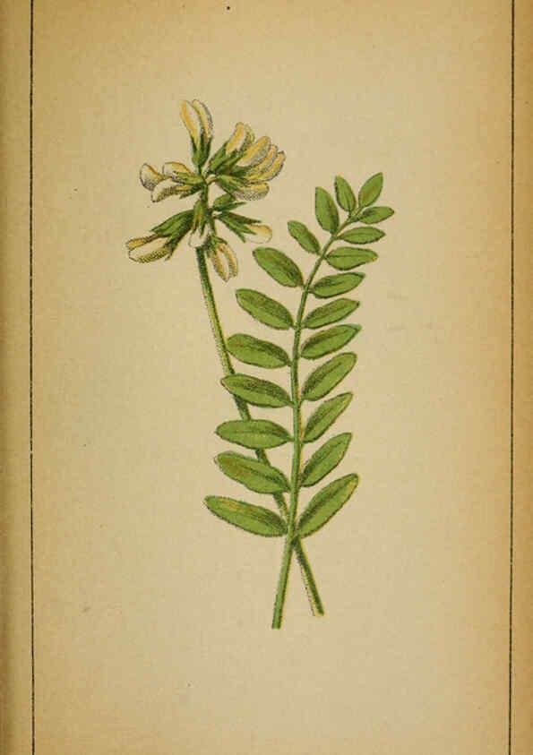 Reproducción/Reproduction 6032222102: Choix de plantes de l'Europe centrale et particulièrement de la Suisse et de la Savoie Genève,F. Richard,1878