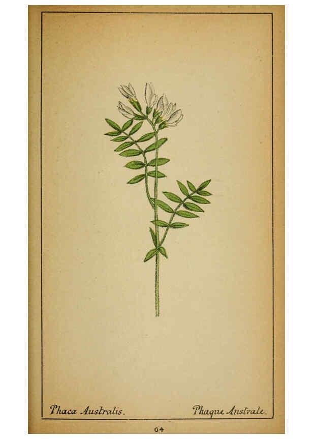 Reproducción/Reproduction 6032222260: Choix de plantes de l'Europe centrale et particulièrement de la Suisse et de la Savoie Genève,F. Richard,1878