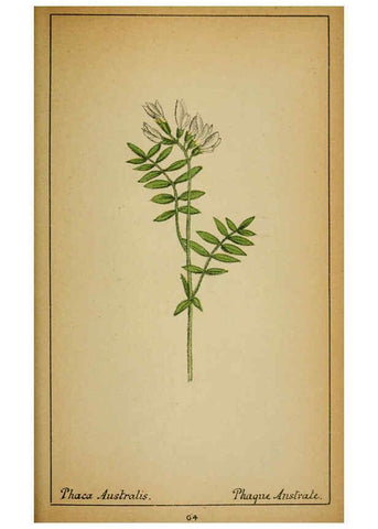 Reproducción/Reproduction 6032222260: Choix de plantes de l'Europe centrale et particulièrement de la Suisse et de la Savoie Genève,F. Richard,1878