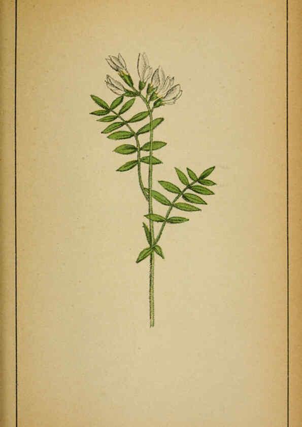Reproducción/Reproduction 6032222260: Choix de plantes de l'Europe centrale et particulièrement de la Suisse et de la Savoie Genève,F. Richard,1878