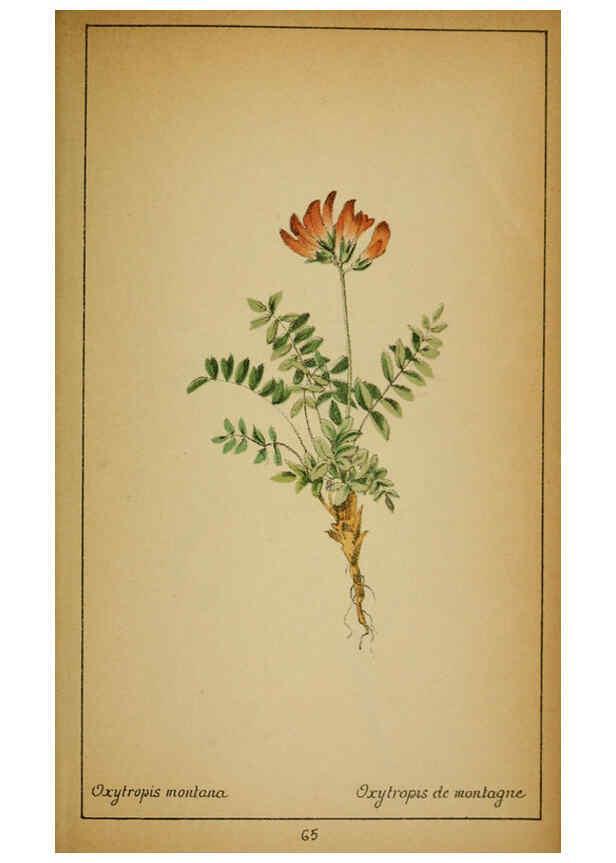 Reproducción/Reproduction 6032222406: Choix de plantes de l'Europe centrale et particulièrement de la Suisse et de la Savoie Genève,F. Richard,1878