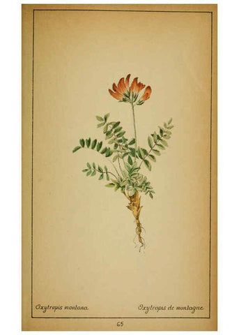 Reproducción/Reproduction 6032222406: Choix de plantes de l'Europe centrale et particulièrement de la Suisse et de la Savoie Genève,F. Richard,1878