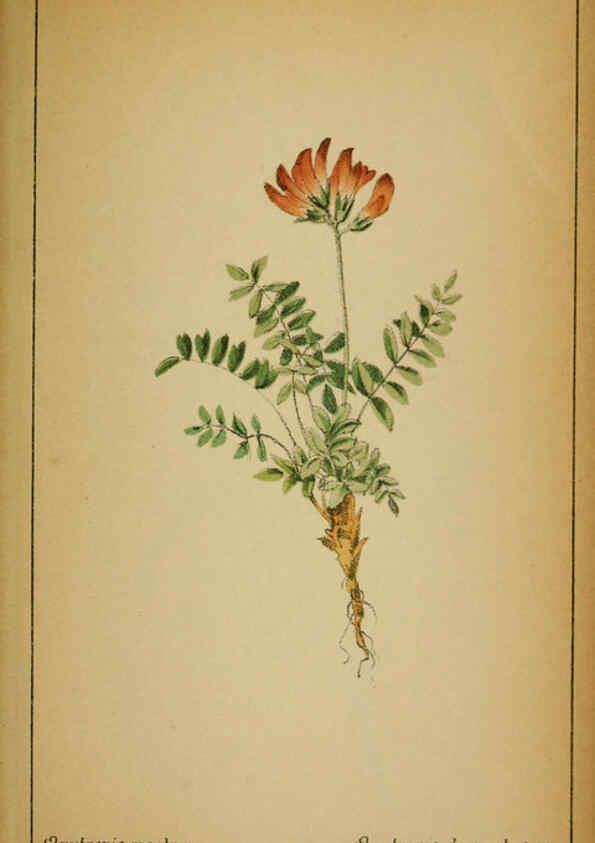 Reproducción/Reproduction 6032222406: Choix de plantes de l'Europe centrale et particulièrement de la Suisse et de la Savoie Genève,F. Richard,1878