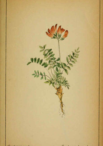 Reproducción/Reproduction 6032222406: Choix de plantes de l'Europe centrale et particulièrement de la Suisse et de la Savoie Genève,F. Richard,1878