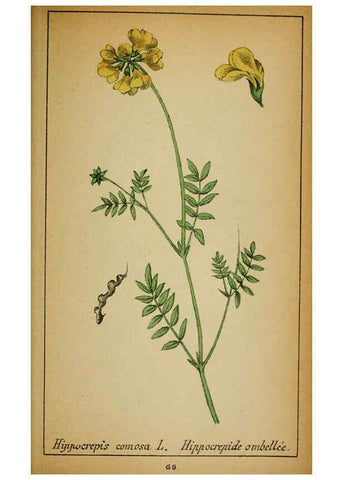 Reproducción/Reproduction 6031664275: Choix de plantes de l'Europe centrale et particulièrement de la Suisse et de la Savoie Genève,F. Richard,1878