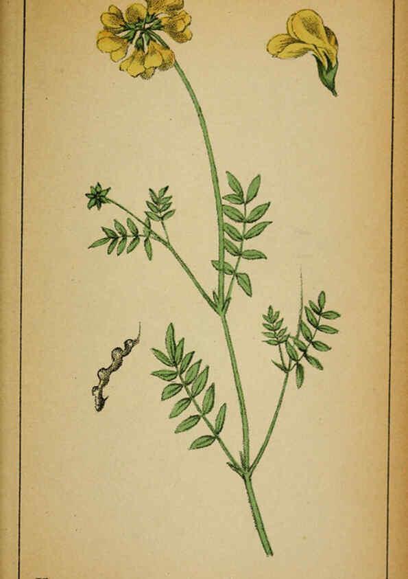 Reproducción/Reproduction 6031664275: Choix de plantes de l'Europe centrale et particulièrement de la Suisse et de la Savoie Genève,F. Richard,1878