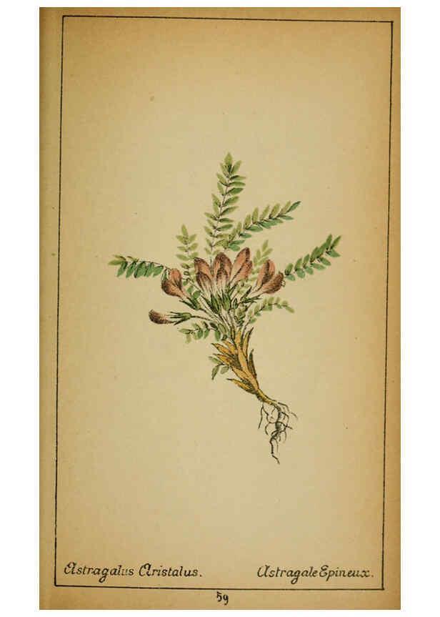 Reproducción/Reproduction 6032221192: Choix de plantes de l'Europe centrale et particulièrement de la Suisse et de la Savoie Genève,F. Richard,1878