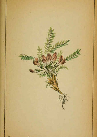 Reproducción/Reproduction 6032221192: Choix de plantes de l'Europe centrale et particulièrement de la Suisse et de la Savoie Genève,F. Richard,1878