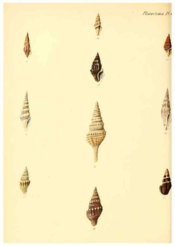 Reproducción/Reproduction 6029537715: Conchologia iconica, or, Illustrations of the shells of molluscous animals. v.1 London :Reeve, Brothers,1843-1878