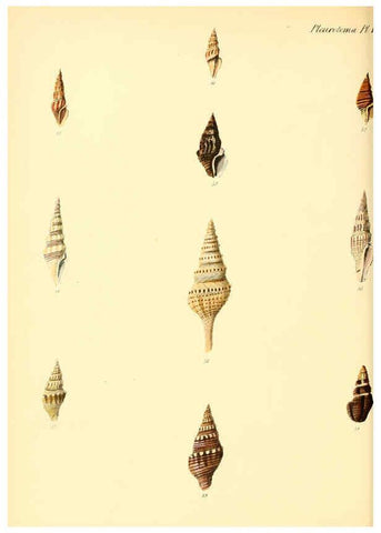 Reproducción/Reproduction 6029537715: Conchologia iconica, or, Illustrations of the shells of molluscous animals. v.1 London :Reeve, Brothers,1843-1878