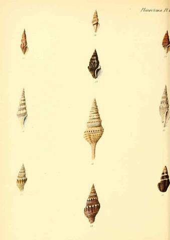 Reproducción/Reproduction 6029537715: Conchologia iconica, or, Illustrations of the shells of molluscous animals. v.1 London :Reeve, Brothers,1843-1878