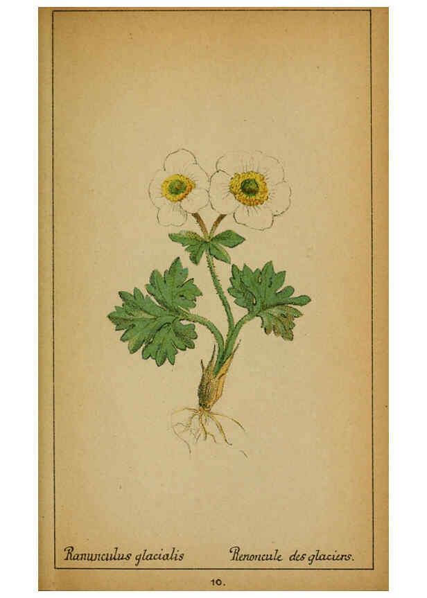 Reproducción/Reproduction 6032211310: Choix de plantes de l'Europe centrale et particulièrement de la Suisse et de la Savoie Genève,F. Richard,1878