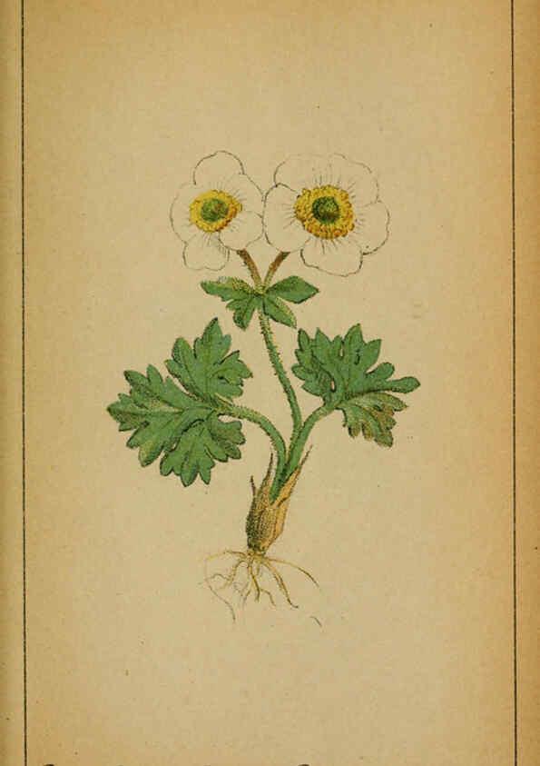 Reproducción/Reproduction 6032211310: Choix de plantes de l'Europe centrale et particulièrement de la Suisse et de la Savoie Genève,F. Richard,1878