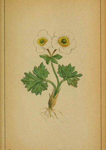 Reproducción/Reproduction 6032211310: Choix de plantes de l'Europe centrale et particulièrement de la Suisse et de la Savoie Genève,F. Richard,1878