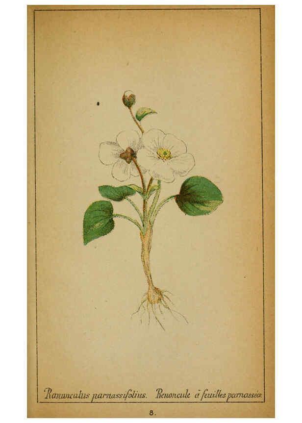 Reproducción/Reproduction 6032210924: Choix de plantes de l'Europe centrale et particulièrement de la Suisse et de la Savoie Genève,F. Richard,1878