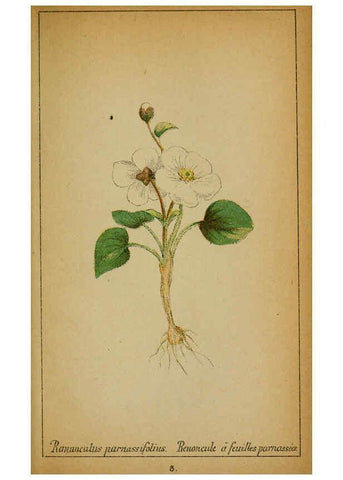 Reproducción/Reproduction 6032210924: Choix de plantes de l'Europe centrale et particulièrement de la Suisse et de la Savoie Genève,F. Richard,1878