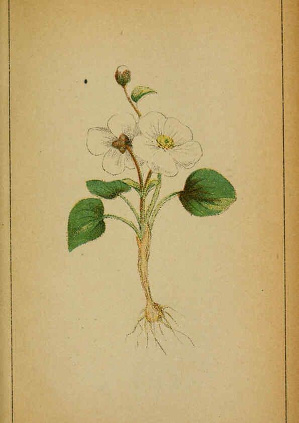 Reproducción/Reproduction 6032210924: Choix de plantes de l'Europe centrale et particulièrement de la Suisse et de la Savoie Genève,F. Richard,1878