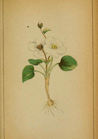 Reproducción/Reproduction 6032210924: Choix de plantes de l'Europe centrale et particulièrement de la Suisse et de la Savoie Genève,F. Richard,1878