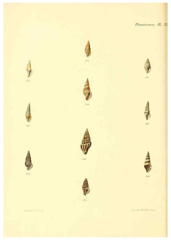 Reproducción/Reproduction 6030098818: Conchologia iconica, or, Illustrations of the shells of molluscous animals. v.1 London :Reeve, Brothers,1843-1878