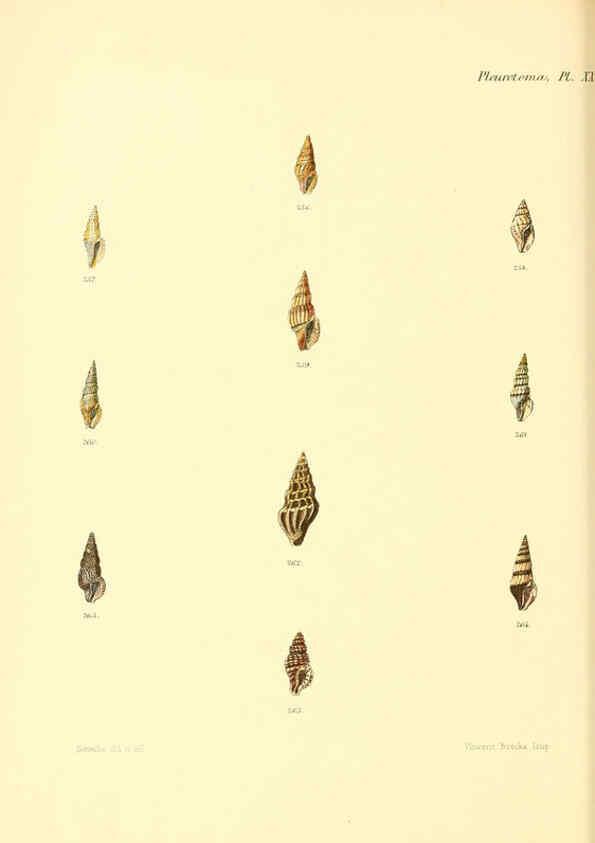 Reproducción/Reproduction 6030098818: Conchologia iconica, or, Illustrations of the shells of molluscous animals. v.1 London :Reeve, Brothers,1843-1878