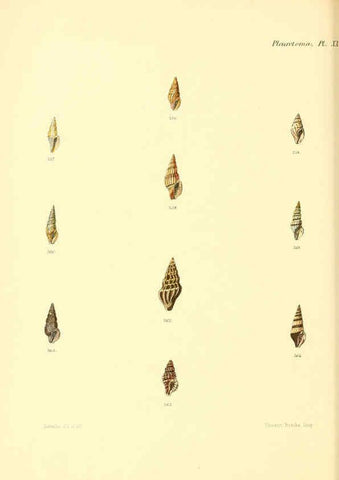 Reproducción/Reproduction 6030098818: Conchologia iconica, or, Illustrations of the shells of molluscous animals. v.1 London :Reeve, Brothers,1843-1878
