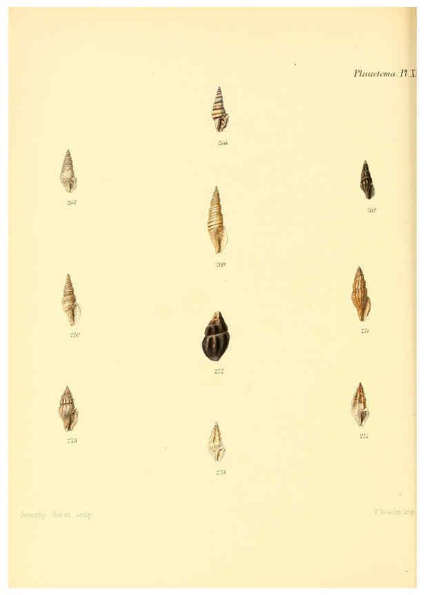 Reproducción/Reproduction 6030099154: Conchologia iconica, or, Illustrations of the shells of molluscous animals. v.1 London :Reeve, Brothers,1843-1878