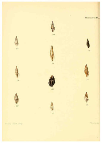 Reproducción/Reproduction 6030099154: Conchologia iconica, or, Illustrations of the shells of molluscous animals. v.1 London :Reeve, Brothers,1843-1878