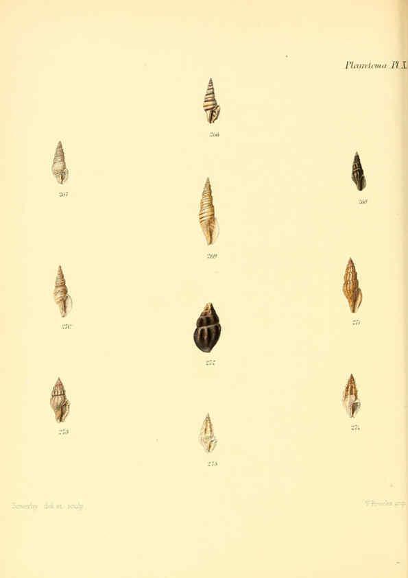 Reproducción/Reproduction 6030099154: Conchologia iconica, or, Illustrations of the shells of molluscous animals. v.1 London :Reeve, Brothers,1843-1878