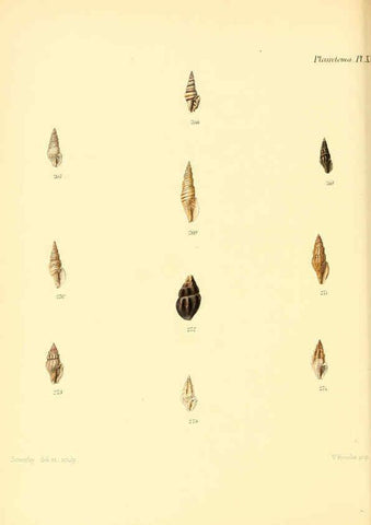 Reproducción/Reproduction 6030099154: Conchologia iconica, or, Illustrations of the shells of molluscous animals. v.1 London :Reeve, Brothers,1843-1878