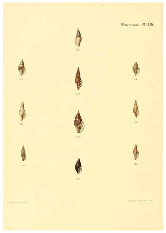 Reproducción/Reproduction 6029545347: Conchologia iconica, or, Illustrations of the shells of molluscous animals. v.1 London :Reeve, Brothers,1843-1878