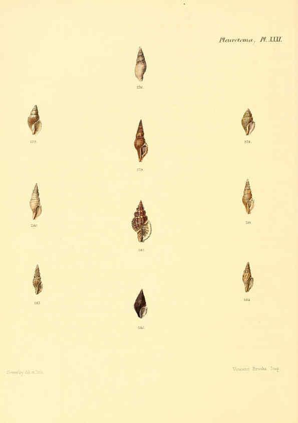 Reproducción/Reproduction 6029545347: Conchologia iconica, or, Illustrations of the shells of molluscous animals. v.1 London :Reeve, Brothers,1843-1878