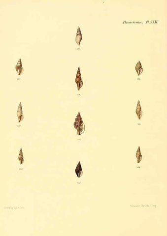 Reproducción/Reproduction 6029545347: Conchologia iconica, or, Illustrations of the shells of molluscous animals. v.1 London :Reeve, Brothers,1843-1878