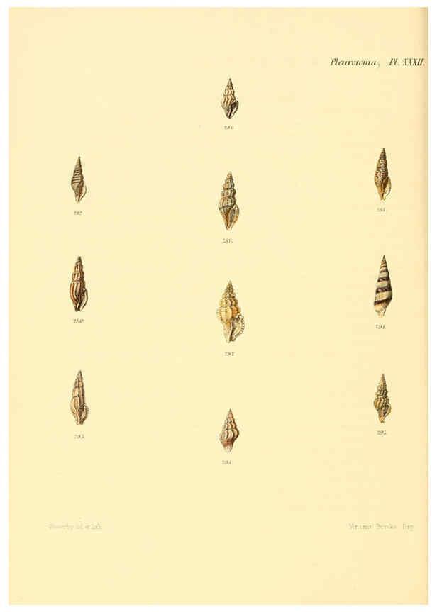 Reproducción/Reproduction 6030099630: Conchologia iconica, or, Illustrations of the shells of molluscous animals. v.1 London :Reeve, Brothers,1843-1878