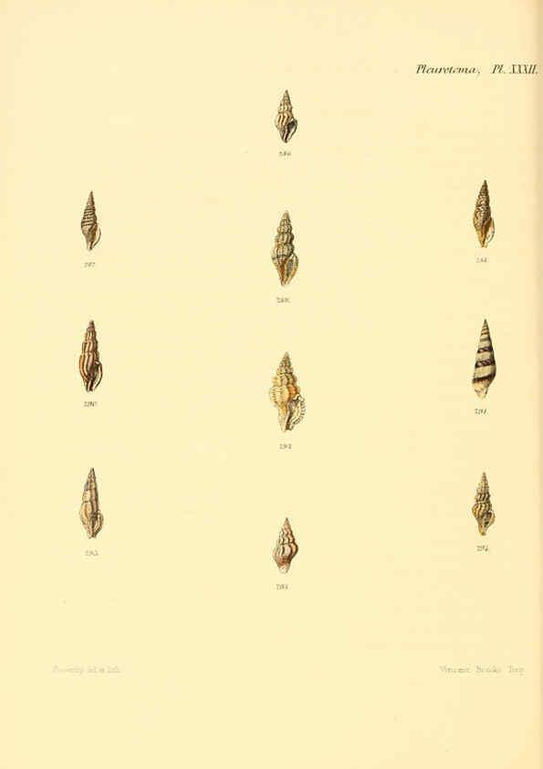 Reproducción/Reproduction 6030099630: Conchologia iconica, or, Illustrations of the shells of molluscous animals. v.1 London :Reeve, Brothers,1843-1878
