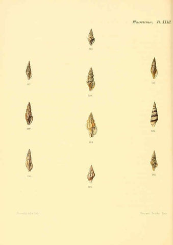 Reproducción/Reproduction 6030099630: Conchologia iconica, or, Illustrations of the shells of molluscous animals. v.1 London :Reeve, Brothers,1843-1878