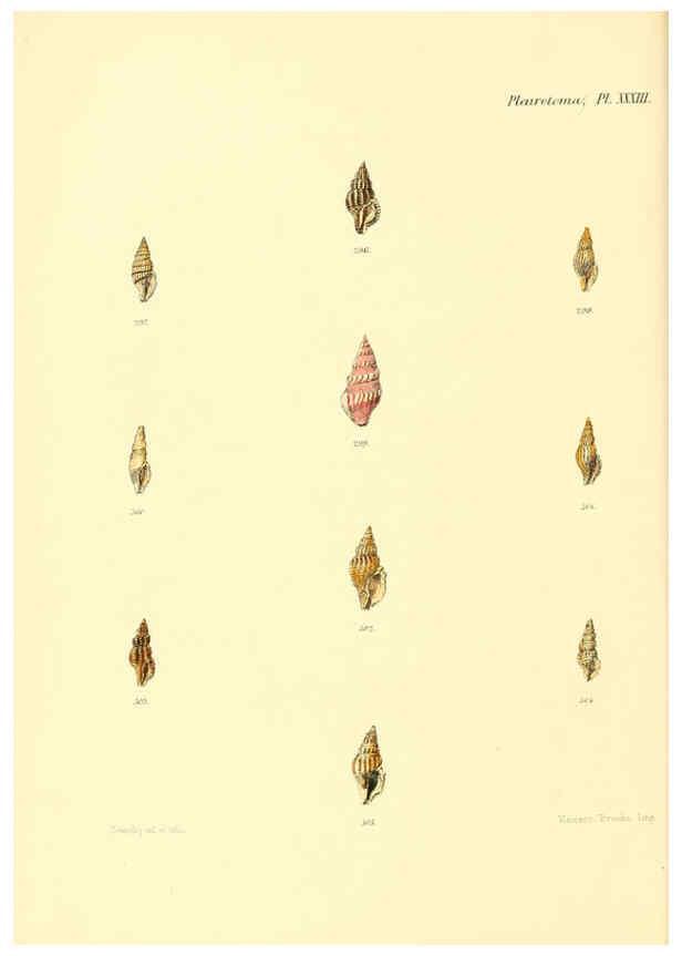 Reproducción/Reproduction 6030099930: Conchologia iconica, or, Illustrations of the shells of molluscous animals. v.1 London :Reeve, Brothers,1843-1878
