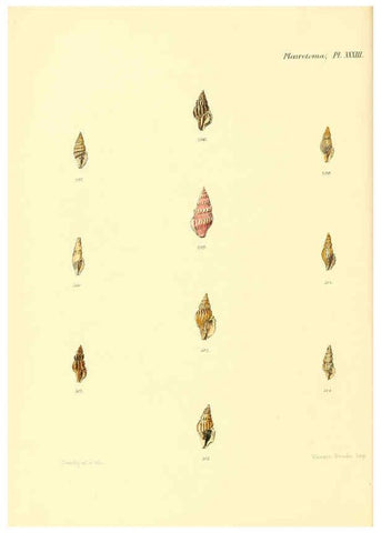 Reproducción/Reproduction 6030099930: Conchologia iconica, or, Illustrations of the shells of molluscous animals. v.1 London :Reeve, Brothers,1843-1878