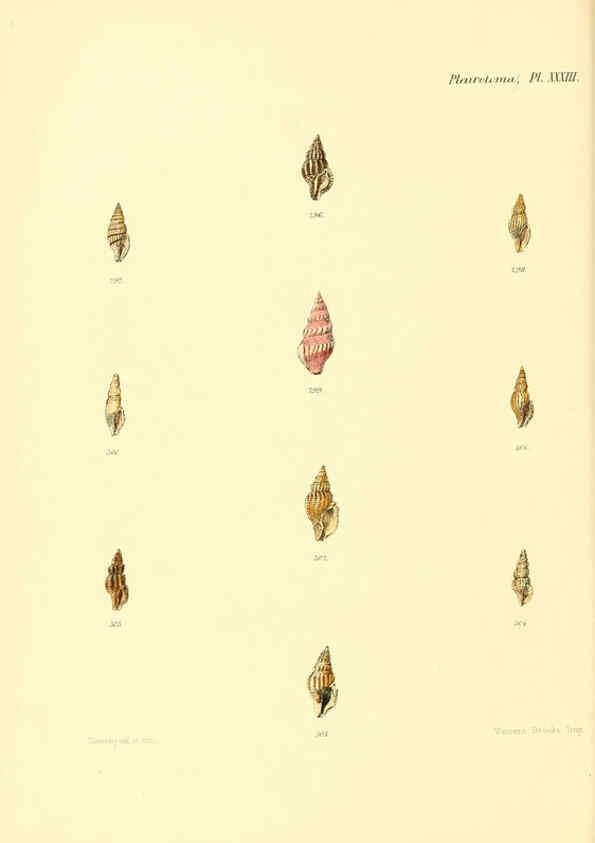 Reproducción/Reproduction 6030099930: Conchologia iconica, or, Illustrations of the shells of molluscous animals. v.1 London :Reeve, Brothers,1843-1878